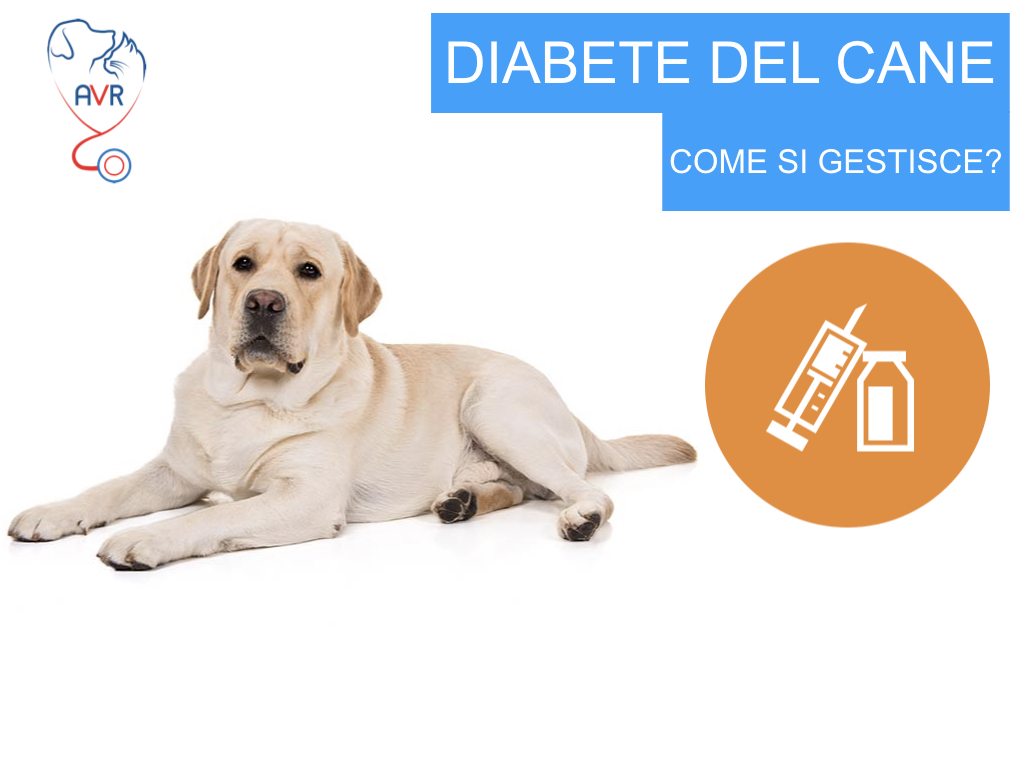 piano di perdita di peso per il vostro cane
