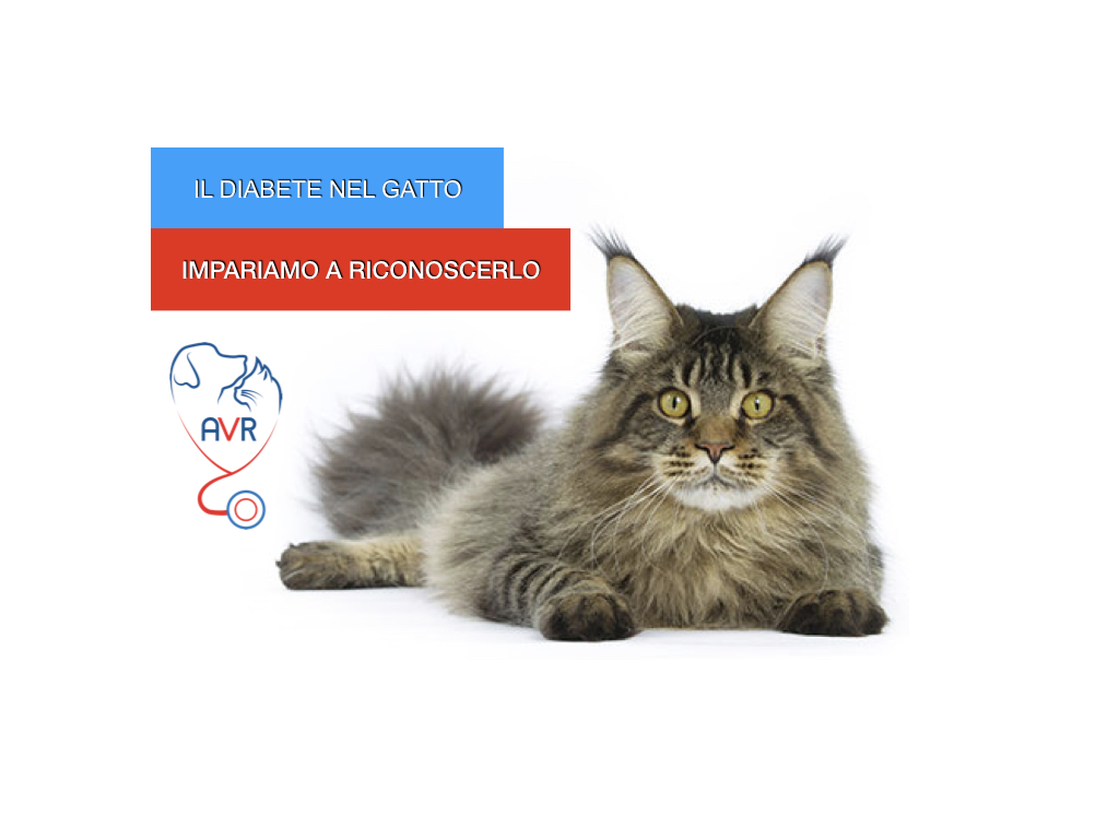 vescica urinaria allargata nei gatti